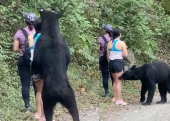 oso fue castrado