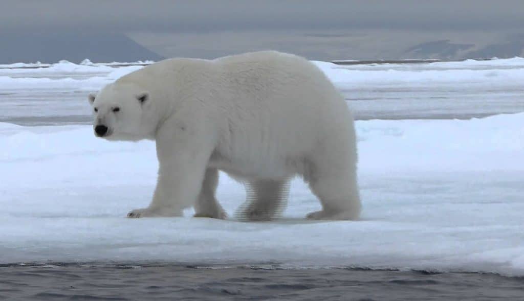 Extinción-de-osos-polares-sería-pronto-alertan-científicos