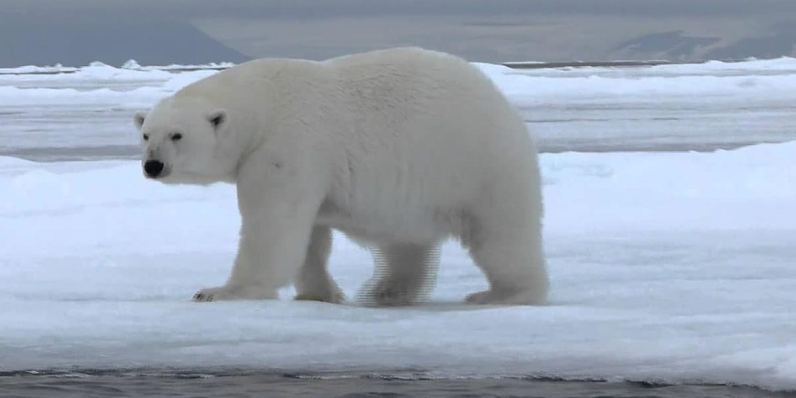 Extinción-de-osos-polares-sería-pronto-alertan-científicos