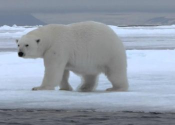Extinción-de-osos-polares-sería-pronto-alertan-científicos
