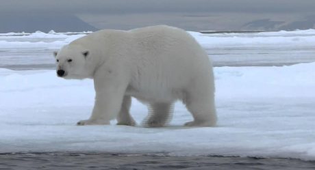 Extinción de osos polares sería pronto, alertan científicos