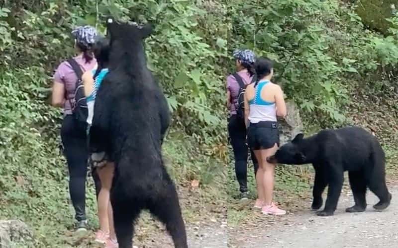 deportistas-se-encuentran-con-un-oso-en-su-caminata