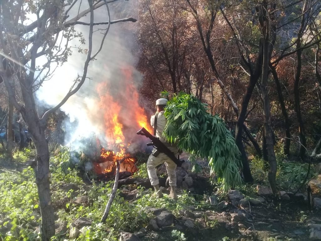 ejercito-destruye-miles-de-plantas-de-marihuana-en-bc