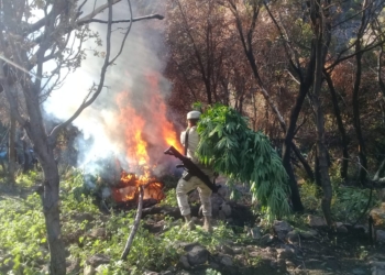 ejercito-destruye-miles-de-plantas-de-marihuana-en-bc