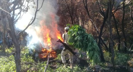 Ejército destruye miles de plantas de marihuana en BC