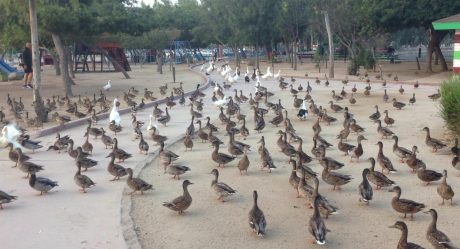 Arriban centenares de patos ánade real al Parque de la Amistad