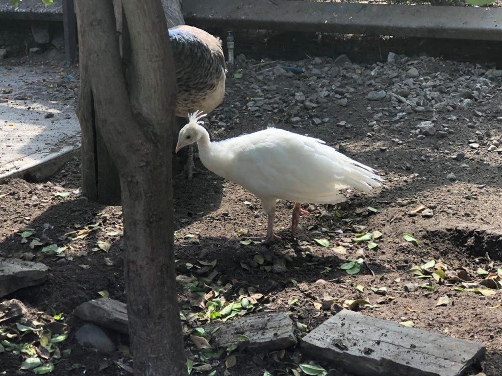 nace-pavo-real-albino-en-el-zoologico-del-parque-morelos