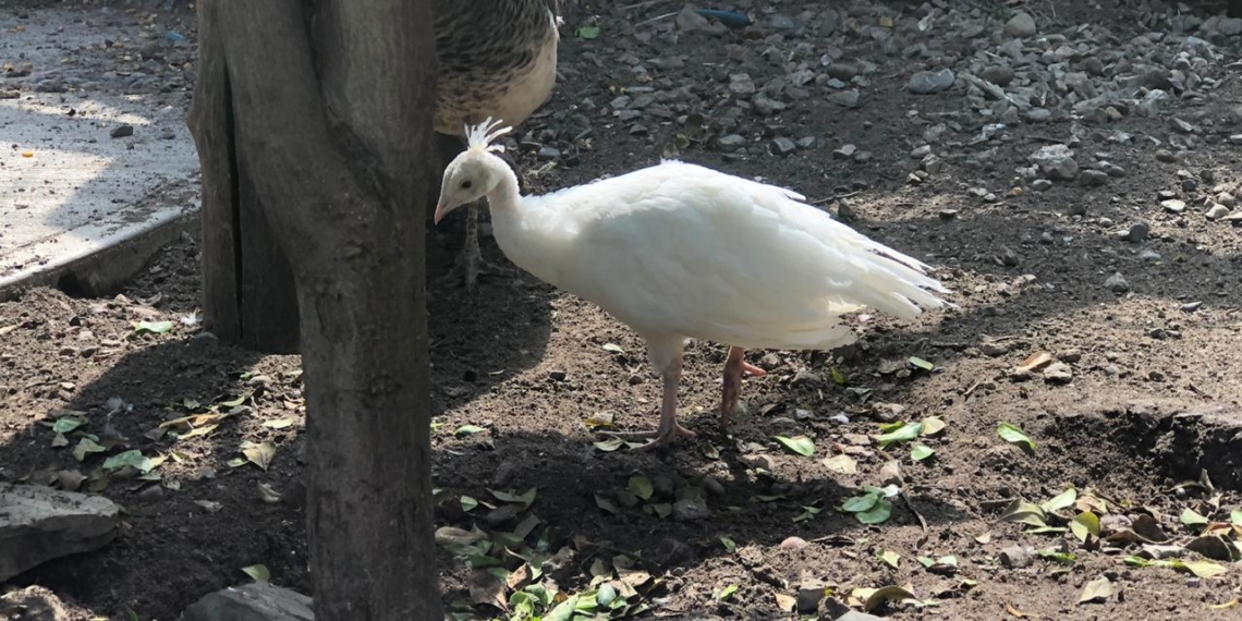 nace-pavo-real-albino-en-el-zoologico-del-parque-morelos