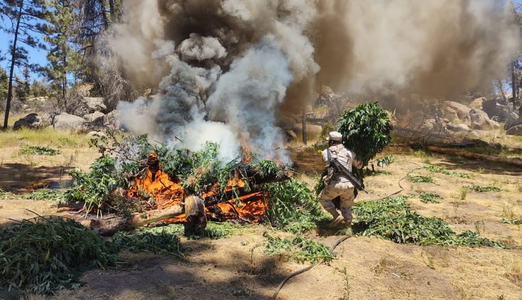 Destruyen-gran-plantío-de-marihuana