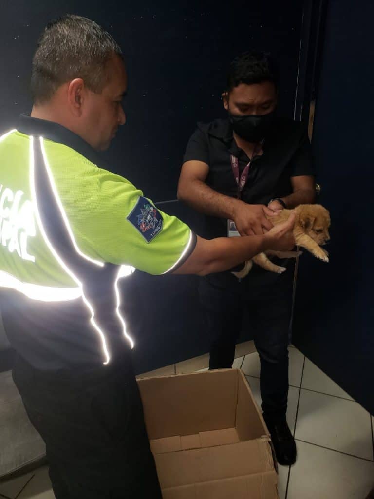 decomisan-cachorros-en-garita-internacional