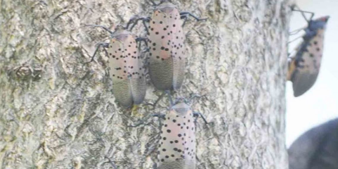 Alerta-en-Nueva-Jersey-imponen-cuarentena-por-insecto-exótico