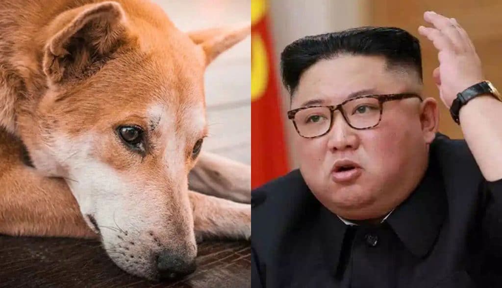 Kim-Jong-Un-prohíbe-tener-perros-son-un-lujo