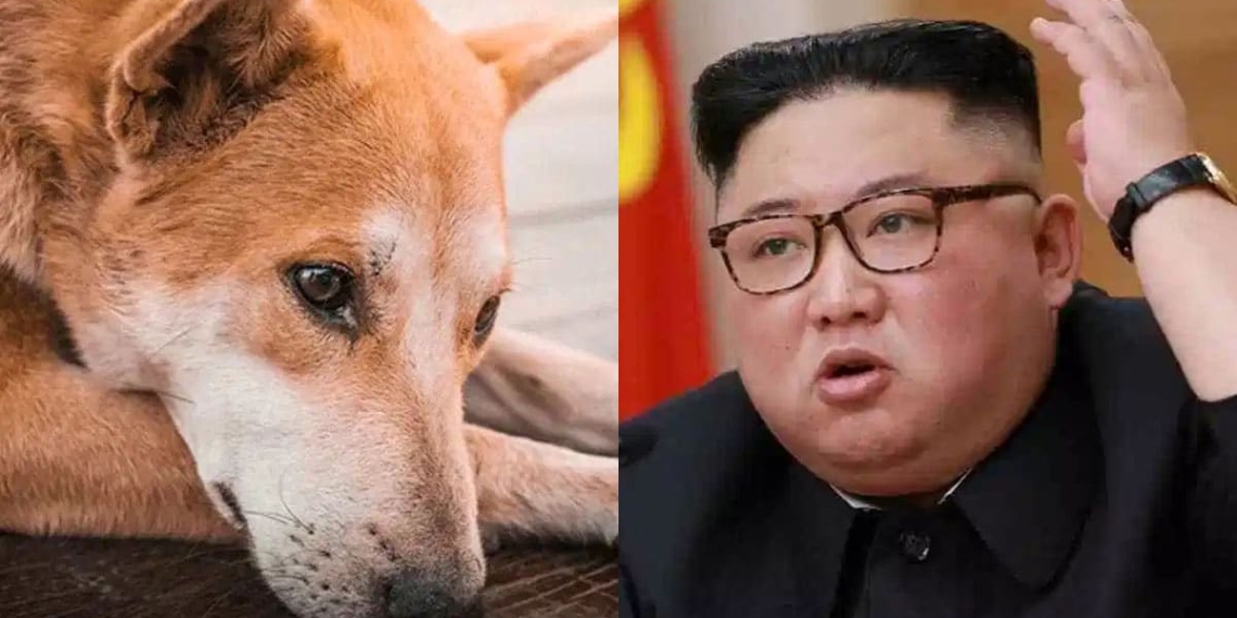 Kim-Jong-Un-prohíbe-tener-perros-son-un-lujo