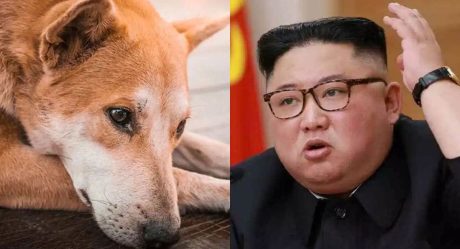 Kim Jong Un prohíbe tener perros; son un 'lujo'