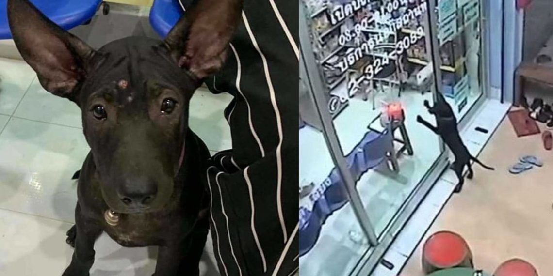 VIDEO-Perro-se-pierde-y-va-con-su-veterinario-para-que-lo-ayude