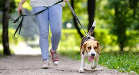 Ley obligaría a pasear a los perros dos veces al día