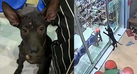 VIDEO: Perro se pierde y va con su veterinario para que lo ayude