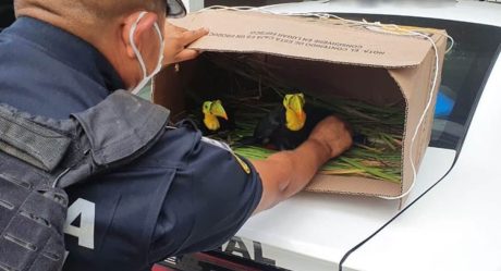 Rescatan a tucanes abandonados en carretera