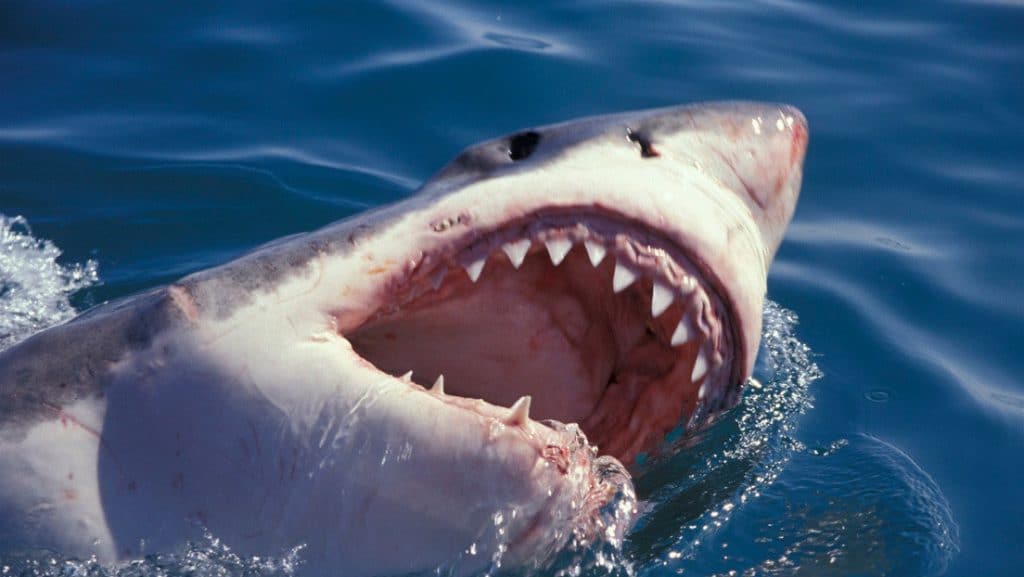 tiburon-blanco-aterroriza-al-morder-motor-de-un-bote