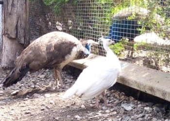 el-pavo-real-albino-que-nacio-en-tijuana-ya-tiene-nombre