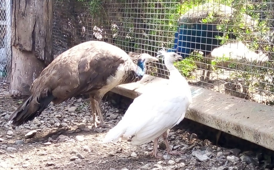 el-pavo-real-albino-que-nacio-en-tijuana-ya-tiene-nombre