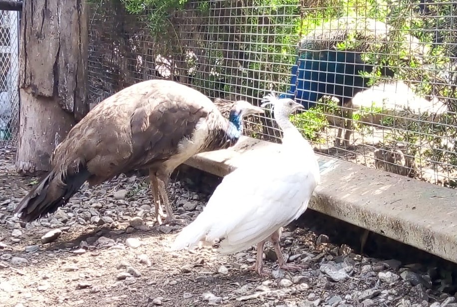 el-pavo-real-albino-que-nacio-en-tijuana-ya-tiene-nombre