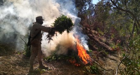 Destruyen mega plantío de marihuana