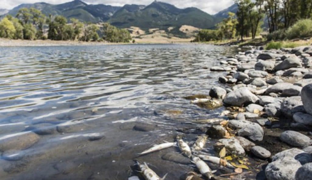 Aparecen-cientos-de-peces-muertos-en-orillas-del-río