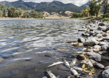 Aparecen-cientos-de-peces-muertos-en-orillas-del-río