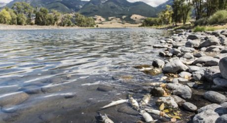 Aparecen cientos de peces muertos en orillas del río