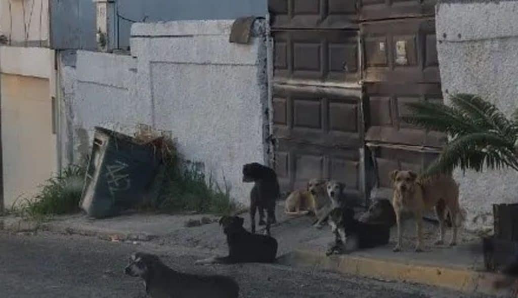 Jauría-asesina-en-Tijuana-deja-otra-víctima