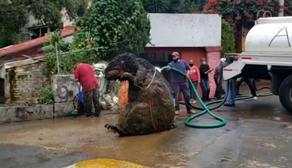 VIDEO: Hallan-rata-gigante-en-drenaje-y-se-viraliza