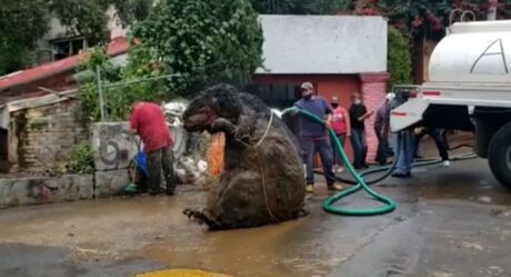 VIDEO: Hallan 'rata gigante' en drenaje y se viraliza