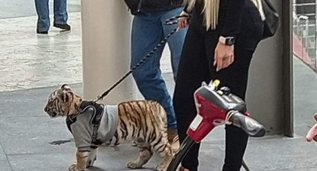 Mujer se pasea con tigre dentro de plaza