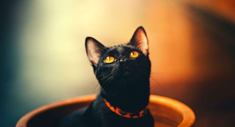 Empieza campaña para evitar sacrificios de gatos negros