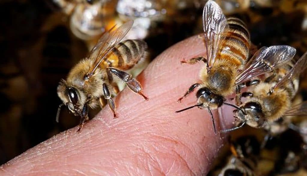 Fallece-abuelito-tras-ataque-de-abejas
