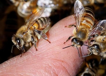 Fallece-abuelito-tras-ataque-de-abejas