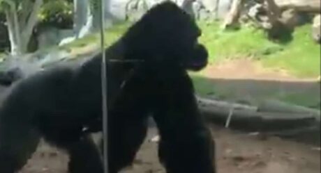 VIDEO: Pelea de primates provoca cierre en parte de zoológico