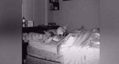 VIDEO: Perro aprovecha que su dueña dormía para hacerle popó encima