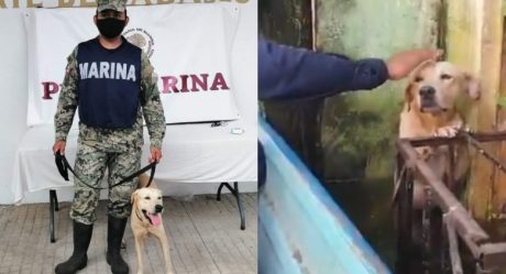 Perro rescatado de inundaciones en Tabasco ya es marino
