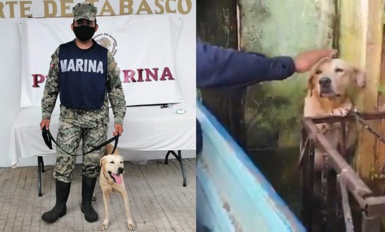 perro-rescatado-de-inundaciones-en-tabasco-ya-es-marino