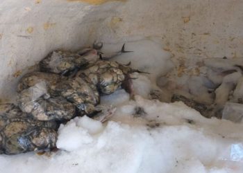 Decomisan-cargamento-de-abulón-valuado-en-miles-de-pesos