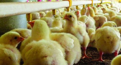 Confirman brote de influenza aviar altamente infecciosa