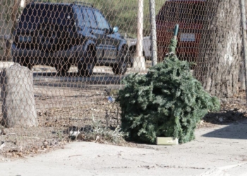 activan-centros-de-acopio-para-arbolitos-de-navidad-en-tijuana