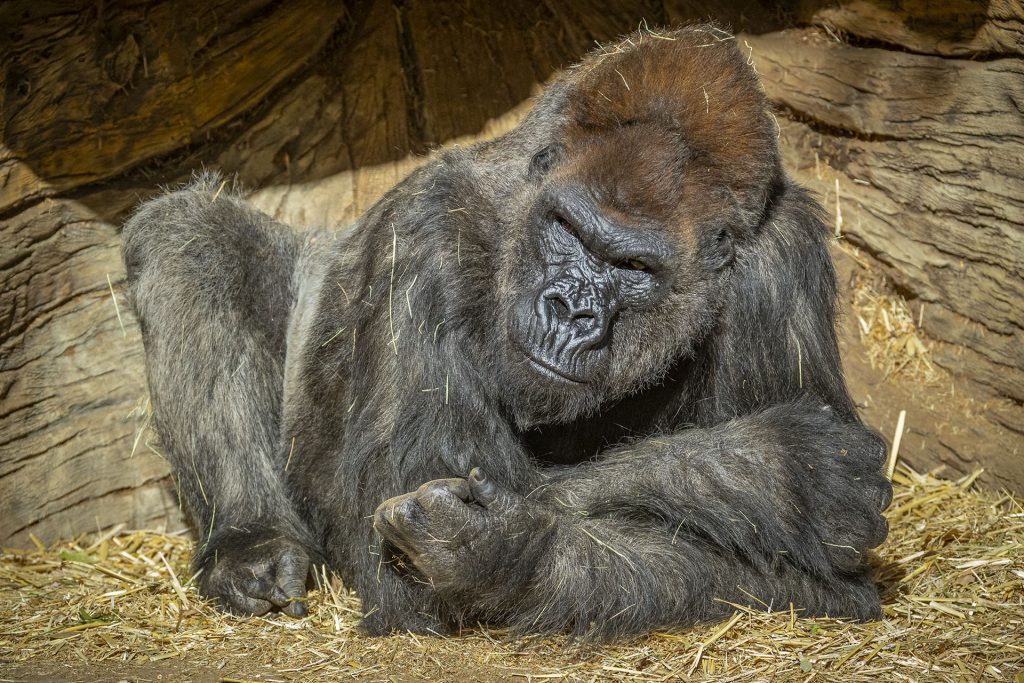 gorilas-del-zoologico-de-san-diego-se-recuperan-de-covid-19