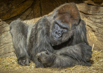 gorilas-del-zoologico-de-san-diego-se-recuperan-de-covid-19