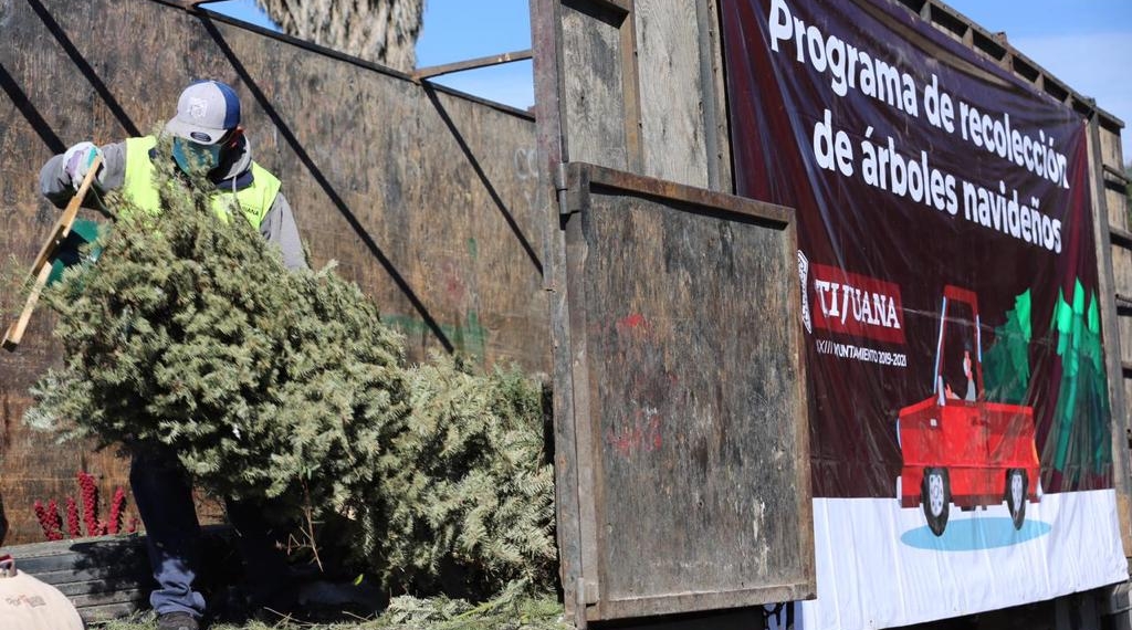 este-fue-el-final-de-miles-de-arboles-de-navidad-en-tijuana