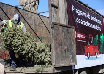 este-fue-el-final-de-miles-de-arboles-de-navidad-en-tijuana