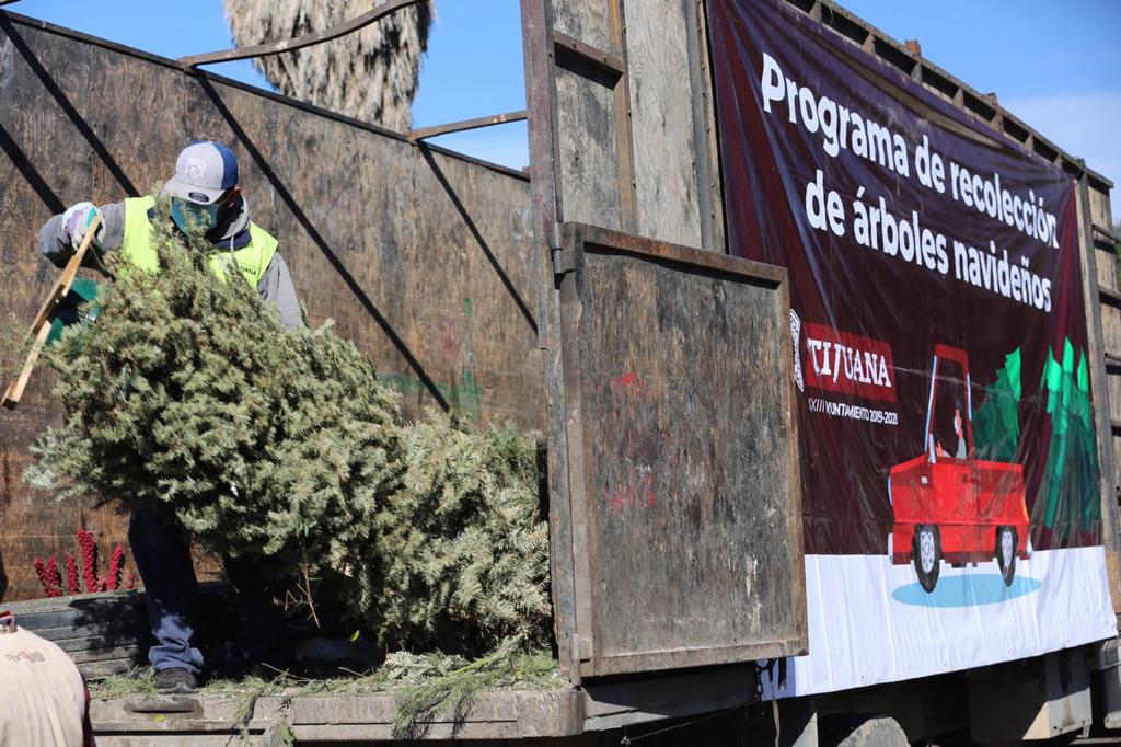 este-fue-el-final-de-miles-de-arboles-de-navidad-en-tijuana