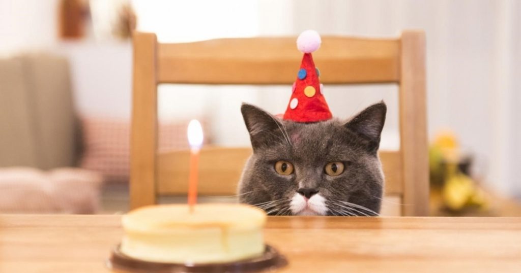 celebran-cumpleanos-de-gato-y-15-se-contagian-de-covid